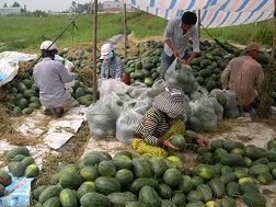 Trồng dưa hấu lãi gấp 5 lần trồng lúa