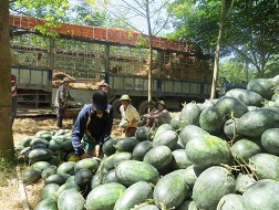 Thương lái "bỏ của chạy lấy người"