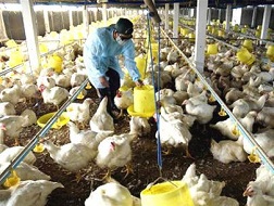 Nuôi gà trắng hết cửa sống?