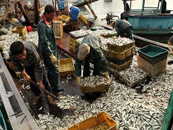 Nguyên liệu cho nhà máy thủy sản bị thiếu