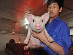 Thu hơn 50 tỷ đồng mỗi năm nhờ nuôi lợn ở...chung cư