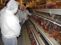 Giá trứng tăng, ai hưởng lợi?