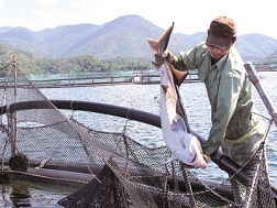 Cá tầm Trung Quốc &ldquo;bay&rdquo; lậu?