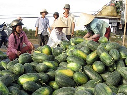 Giá dưa hấu giảm mạnh do cung vượt cầu