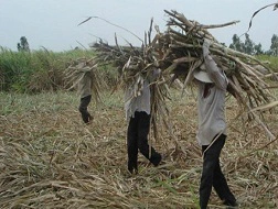 Mía rớt giá, tái diễn điệp khúc trồng rồi chặt
