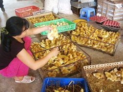 Chống nhập lậu gia cầm: Khó vẫn phải "triệt"!