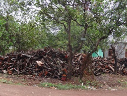 Dân ồ ạt bán điều non