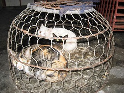 Thịt mèo lậu Trung Quốc: giá rẻ đi kèm bệnh dại