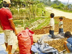 Thương lái mua rễ cây lạ