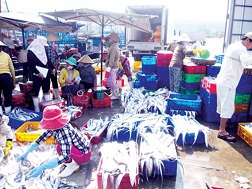 Ngư dân trúng đậm cá ngừ, cá hố