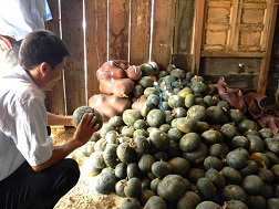 Lao đao vì giống bí lạ