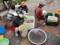 Ngư dân thu nhập cao từ cá mú giống