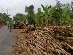 &ldquo;Lênh đênh&rdquo; giá tràm