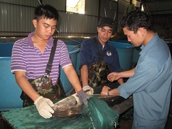 Đề nghị vào cuộc vụ cá tầm bay lậu