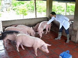 Dịch tai xanh ở đàn lợn diễn biến phức tạp