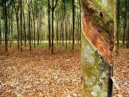 Thái Lan tin tưởng giá cao su sẽ tăng