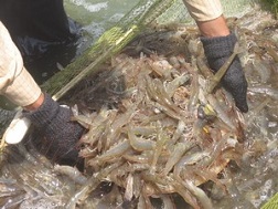 Cuộc chiến tôm nguyên liệu: Đừng để &ldquo;thua trên sân nhà&rdquo;!