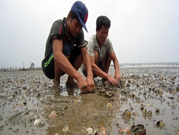 Thanh Hóa: ngao chết hàng loạt