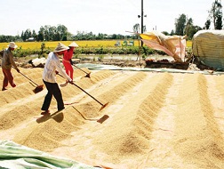 Tiêu thụ lúa hè thu càng chậm, càng bất lợi!