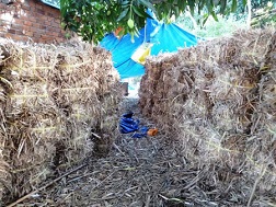 Lệnh cấm thu mua lá xoài gây nhiều tranh cãi