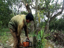 Tiềm ẩn nhiều rủi ro khi nông dân tự ý thay đổi giống cây trồng