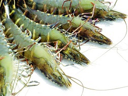 Tôm Việt bị cấm nhập khẩu: Không quá lo ngại nhưng cần đề phòng