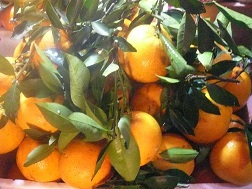 Cam Trung Quốc tràn ngập thị trường