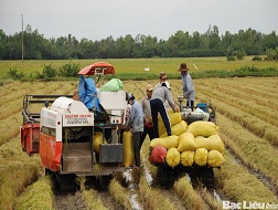 Gạo cũng chịu áp lực tồn kho