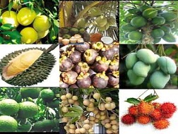 Tìm thị trường tiêu thụ trái cây chủ lực