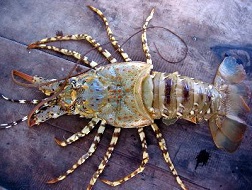 Tôm hùm tăng giá nhưng người nuôi vẫn không bán