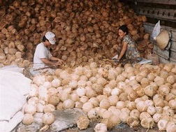 Dừa khô nguyên liệu tăng giá
