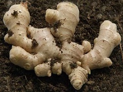 Tăng tần suất kiểm tra gừng nhập từ Trung Quốc