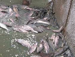 Cá chết hàng loạt: Người nuôi cá mú lồng khốn đốn