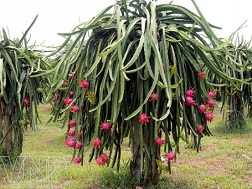 Nông dân Tiền Giang, Long An đổ xô trồng thanh long