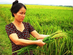 Hoang mang vì lúa không hạt