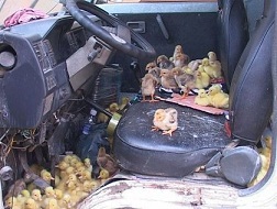 Nhập lậu giống gia cầm sẽ thủ tiêu ngành chăn nuôi