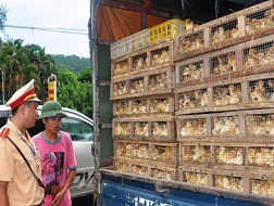 4 tháng, bắt giữ hơn 128 tấn gà nhập lậu