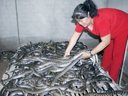 Rắn rớt giá, nguy cơ cả xã &ldquo;sập&rdquo; hầm