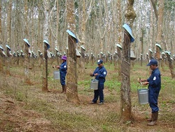 Giá cao su cao nhất 1 tuần