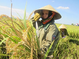 Vụ lúa lép hạt: Không thể đổ hết cho thời tiết!