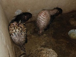 Tan tành giấc mơ... nhím