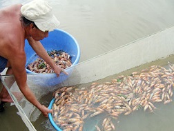 Người nuôi tôm quá lệ thuộc