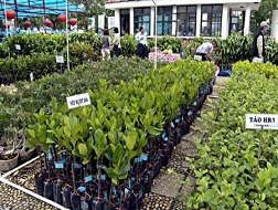 Giống cây ăn trái hút hàng, giá tăng cao