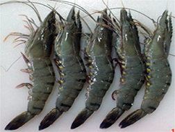 Nhật Bản dỡ bỏ kiểm tra 100% Trifluralin trong tôm NK từ Việt Nam