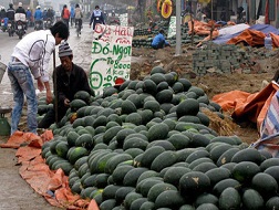 Dưa hấu bán 1.000 đồng/kg - Nông dân đắng lòng