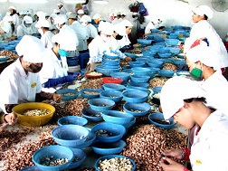 Xuất khẩu điều: Thiếu liên kết