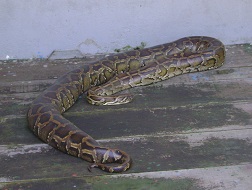 Miễn thuế xuất khẩu da trăn có nguồn gốc gây nuôi