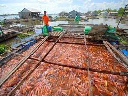 Giá cá điêu hồng, khoai lang tăng cao