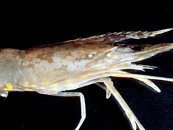 Hàng vạn con tôm giống chết vì bệnh đốm trắng