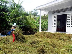 Cây sương sáo được giá